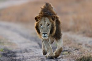 3-Day Ngorongoro Crater, Tarangire & Manyara