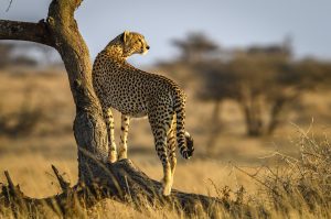 4-Day Affordable Tanzania Safari